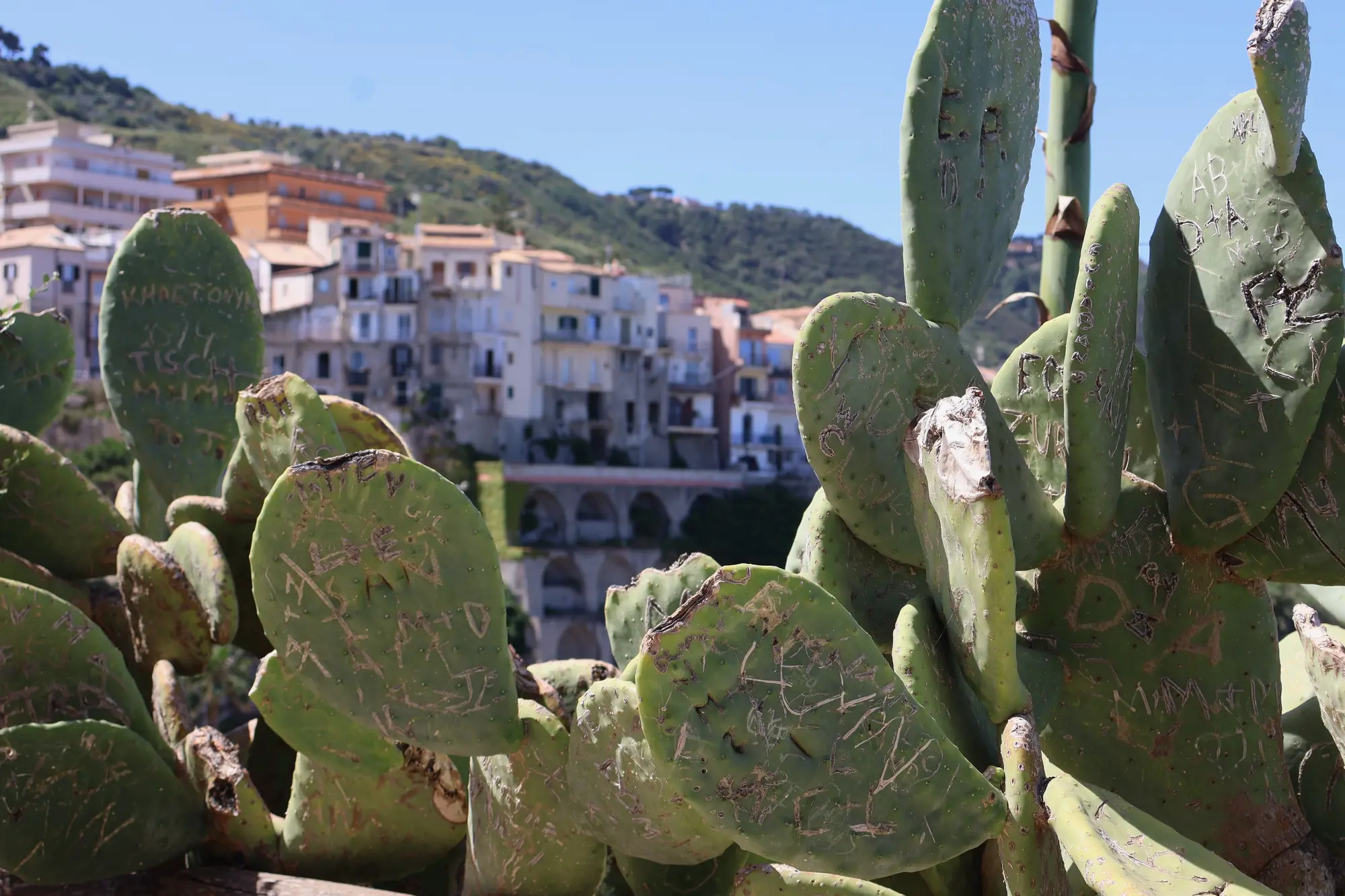 cactus rovinati da scritte
