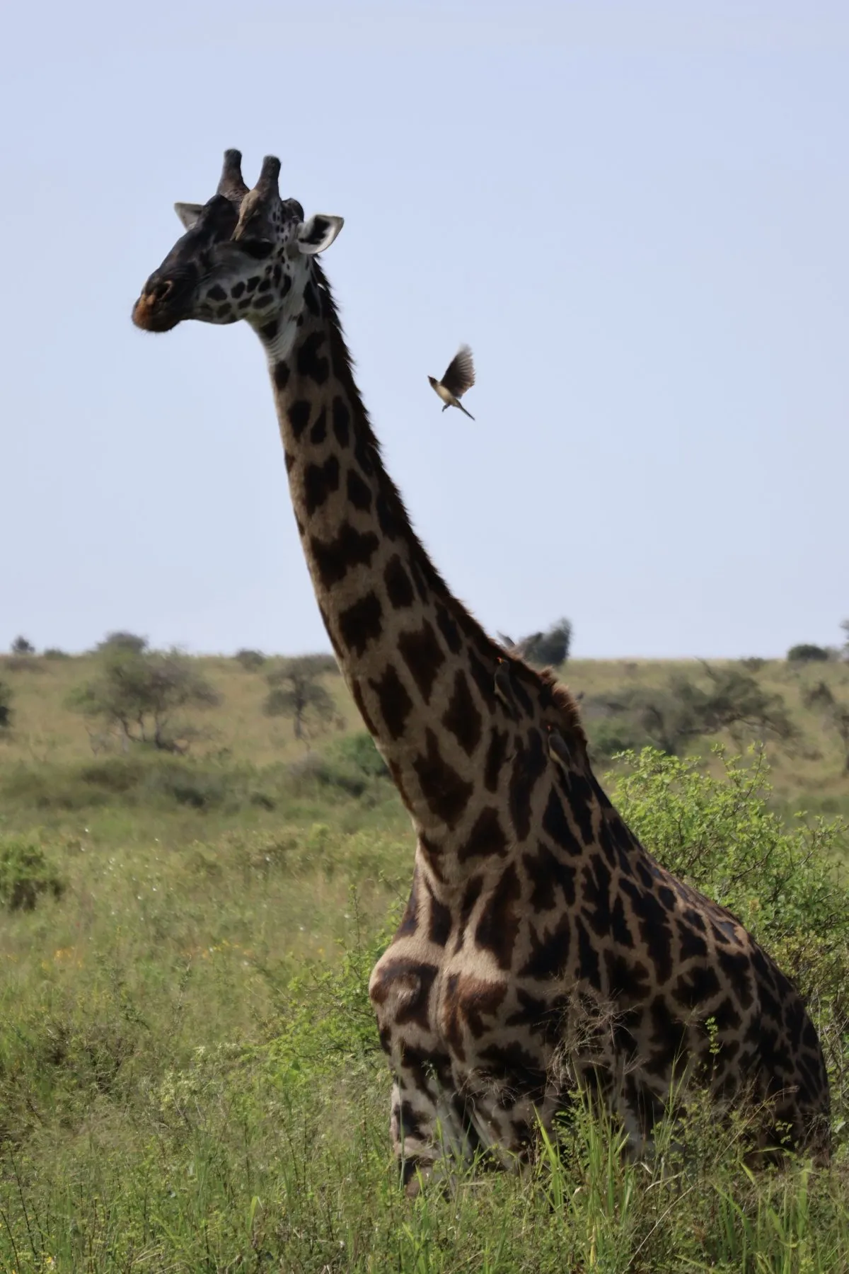Tryatrip Giraffa con le bufaghe