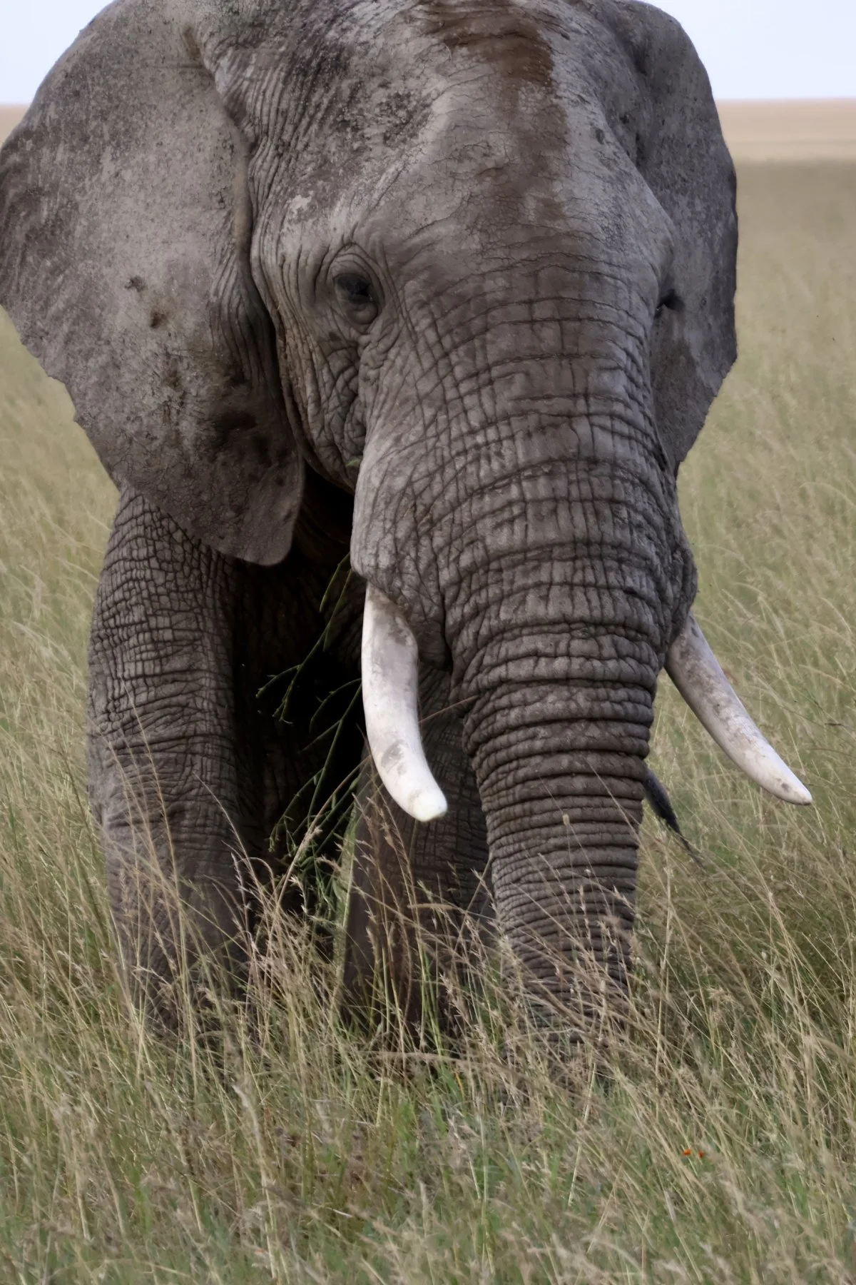Tryatrip-animali-del-Serengeti-Elefante