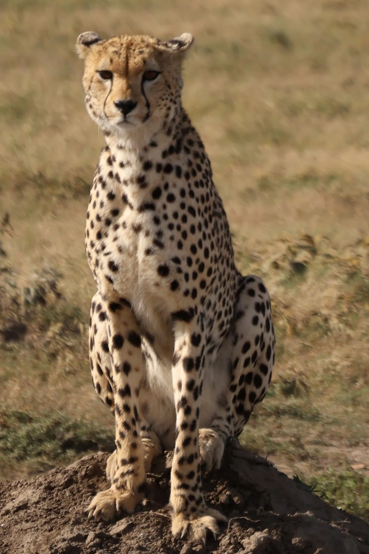 Tryatrip-animali-del-Serengeti-Ghepardo