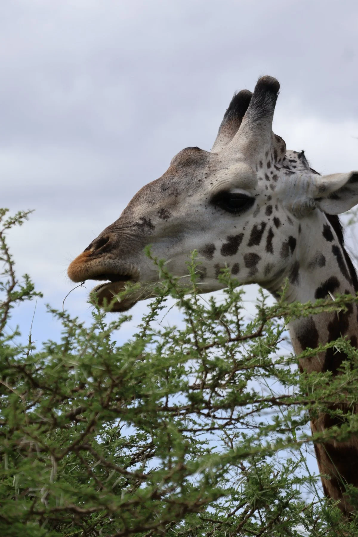 Tryatrip-animali-del-Serengeti-Giraffa
