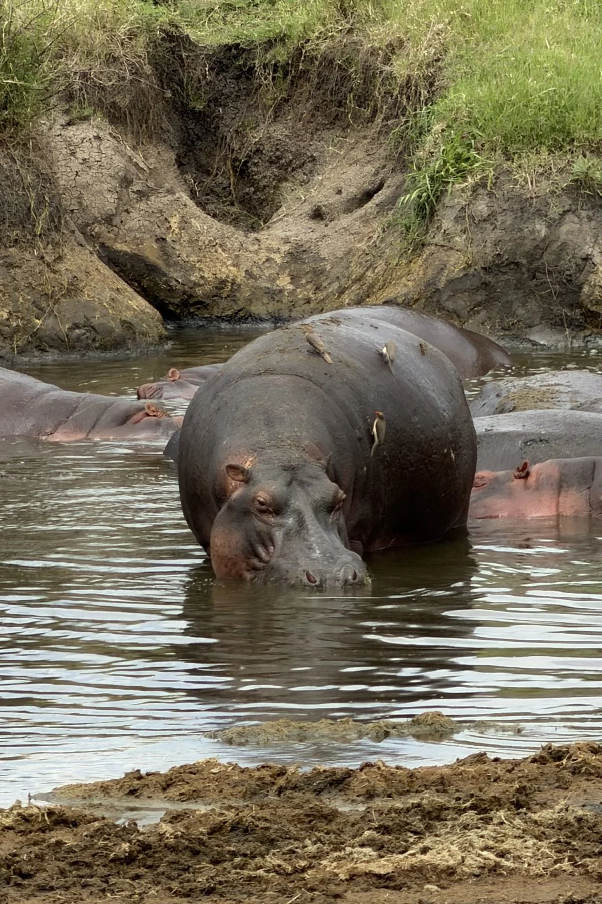 Tryatrip-animali-del-Serengeti-Ippopotamo