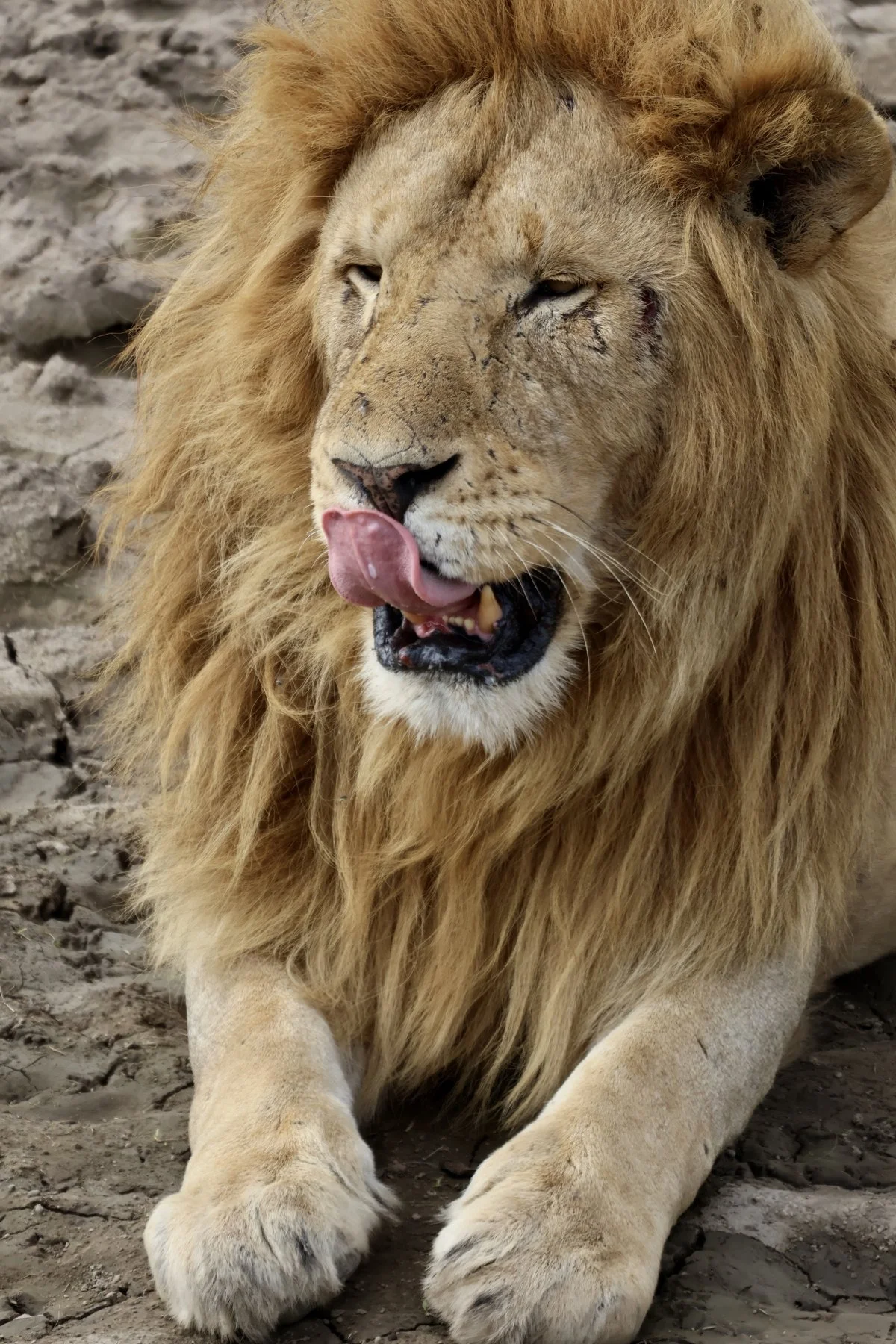 Tryatrip-animali-del-Serengeti-Leone