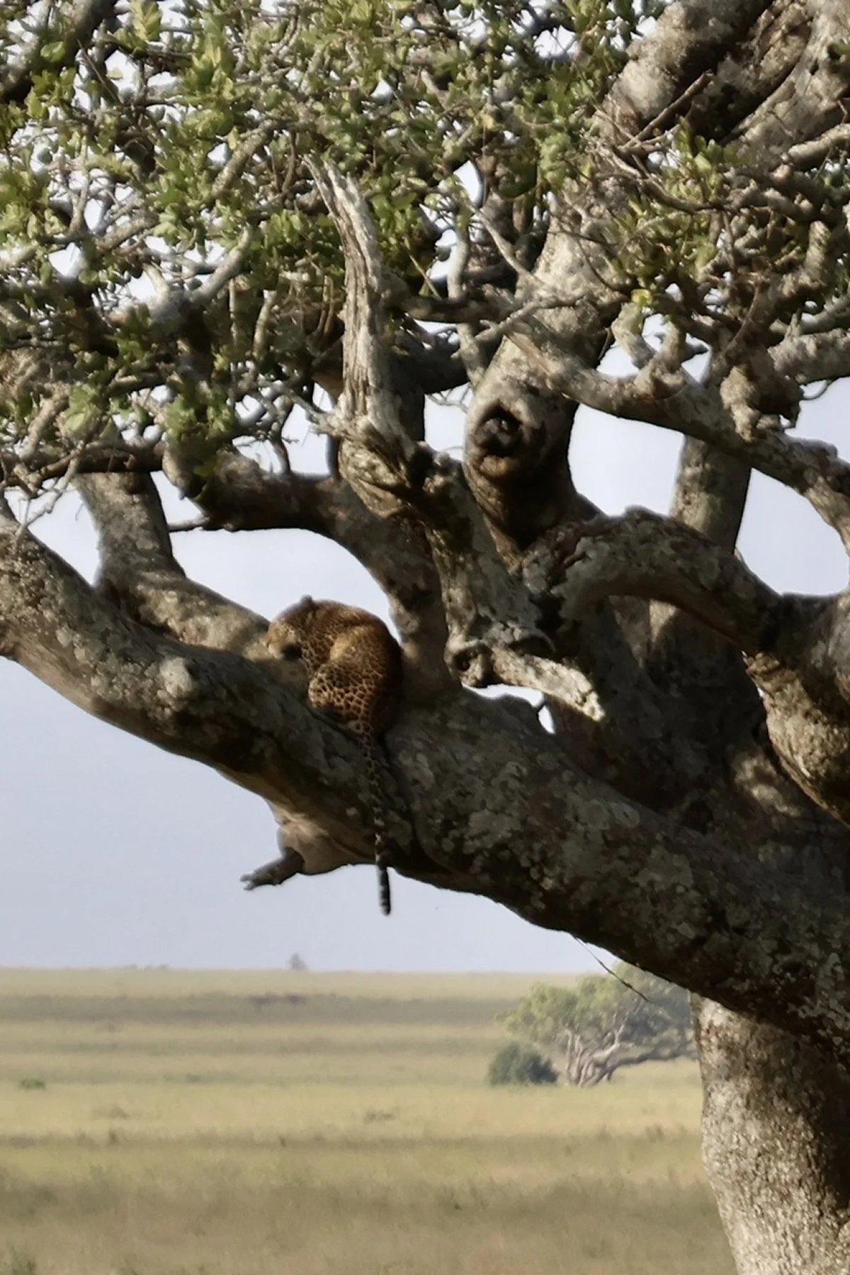 Tryatrip-animali-del-Serengeti-Leopardo
