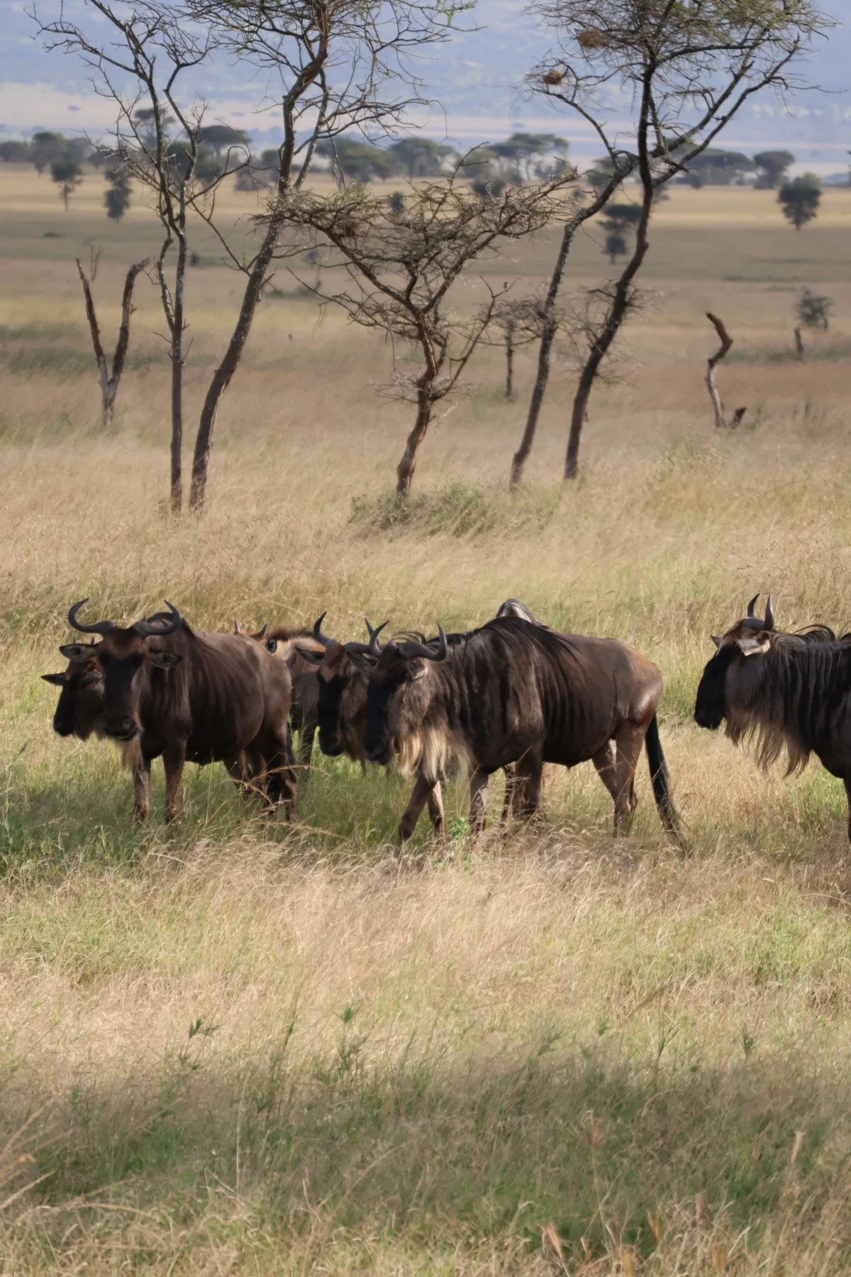 Tryatrip-animali-del-Serengeti-gnu
