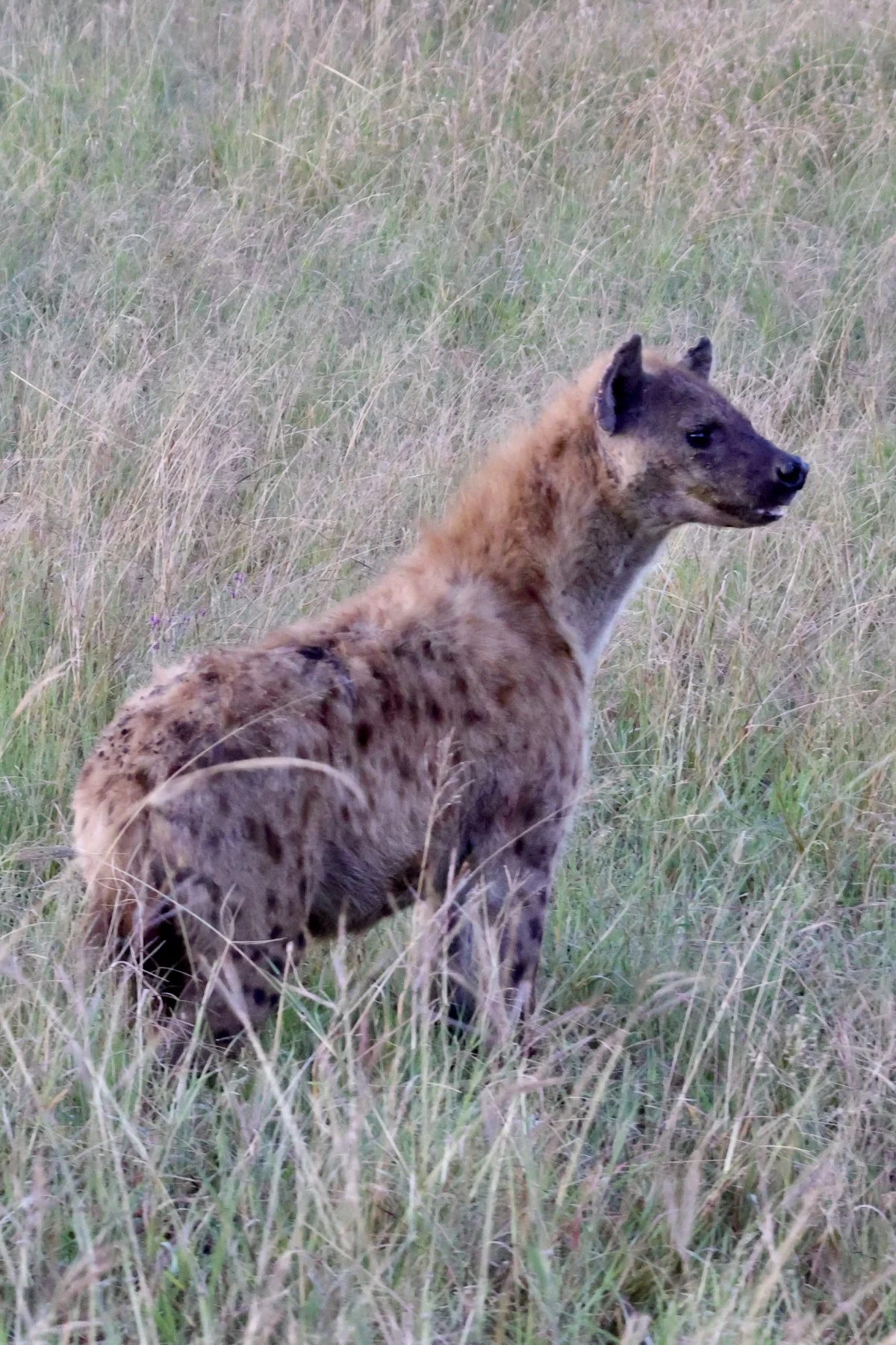 Tryatrip-animali-del-Serengeti-iena