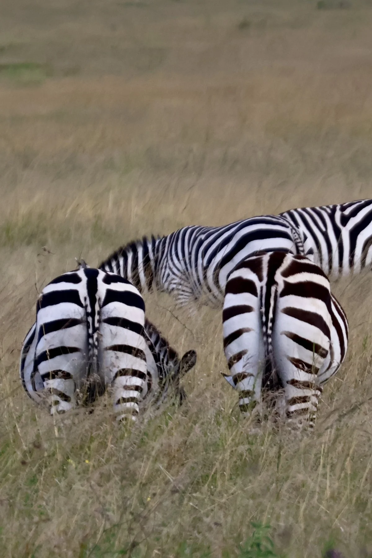 Tryatrip-animali-del-Serengeti-zebra