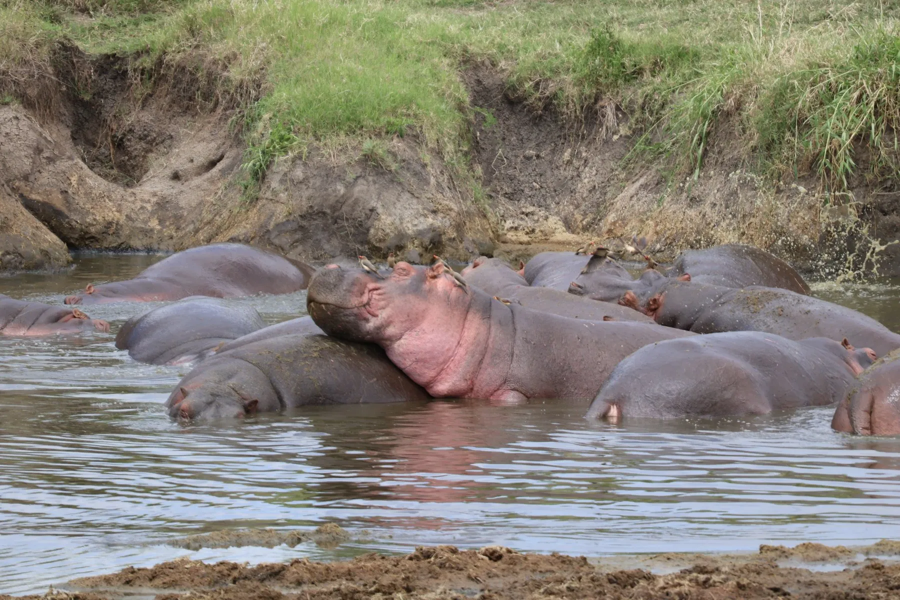 Tryatrip ippopotami nel serengeti