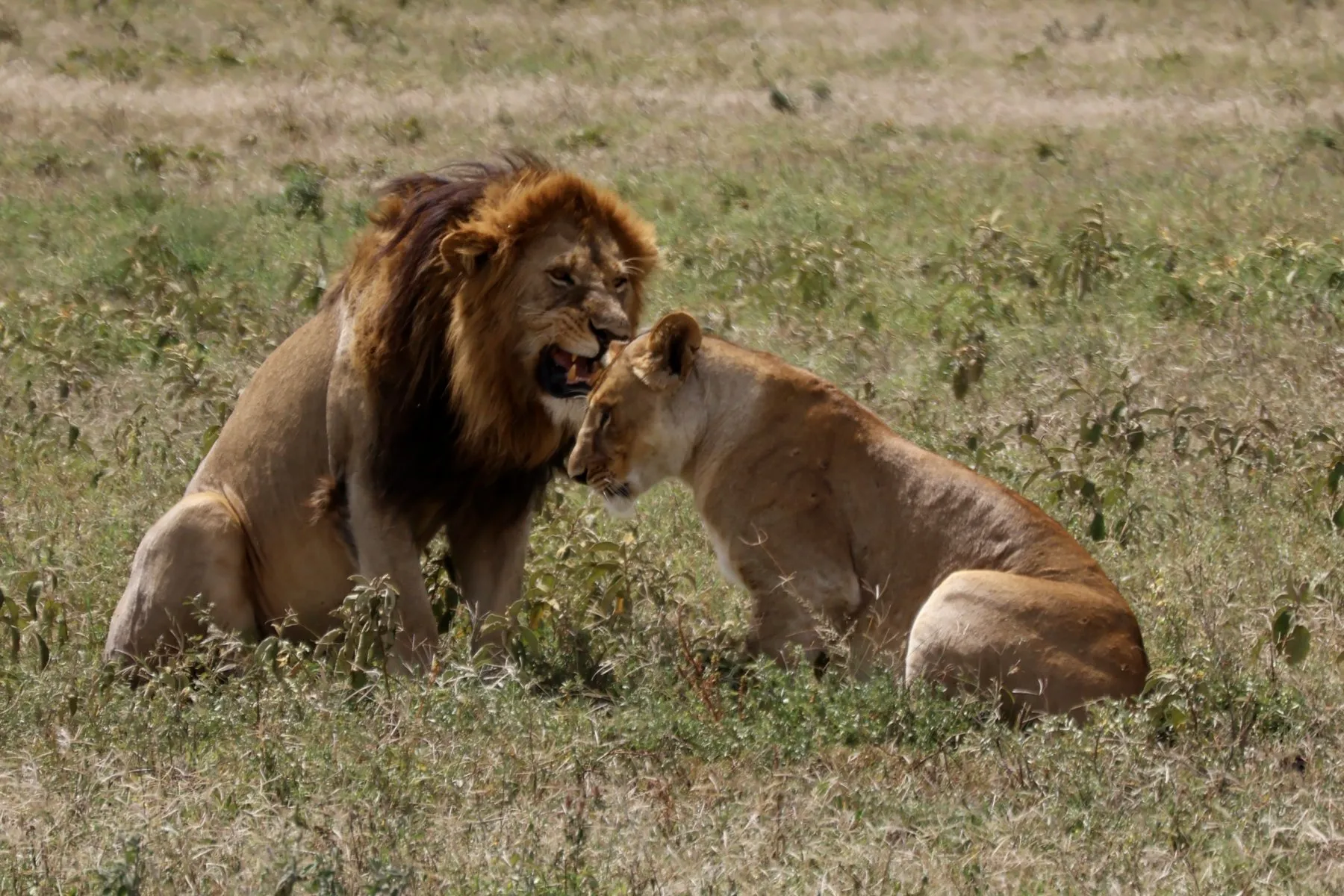 Safari nel Serengeti a maggio: la nostra esperienza
